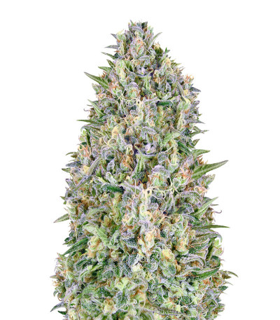 Семена сорта Auto Pineapple Glue fem (Advanced Seeds)