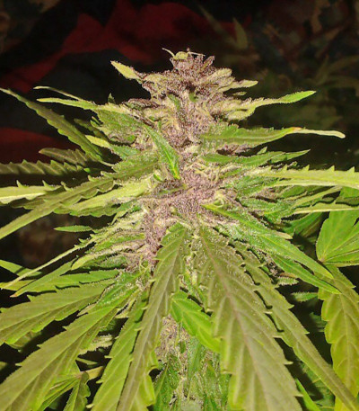 Семена сорта Bubba Gum Auto fem (Dr. Krippling Seeds)
