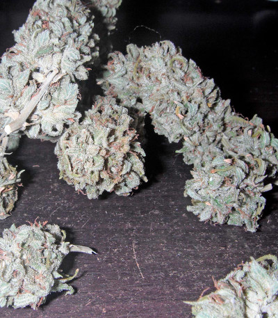 Семена сорта Mataro Blue Max Auto fem