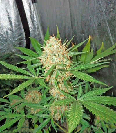 Семена сорта White Widow Automatic fem (Dinafem Seeds)