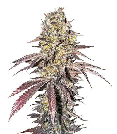 Семена сорта Black Cherry Gushers fem от Barney's Farm