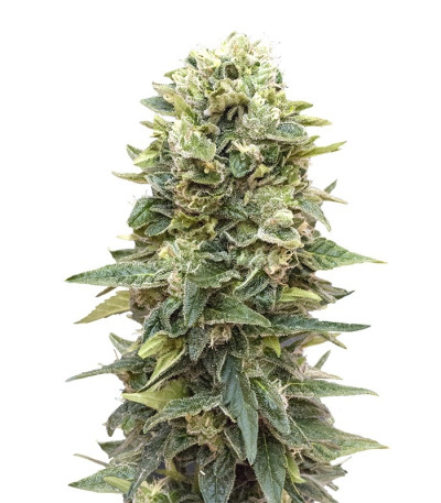 Семена сорта Auto Afghan Mass fem (00 Seeds)