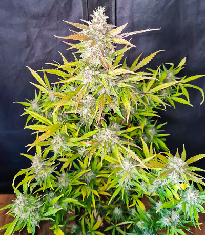 Семена сорта Sweet ZZ Automatic fem (RQS)