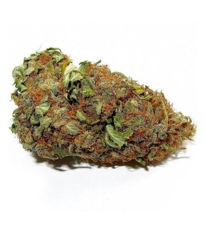 Семена сорта Delicious Candy fem (Delicious Seeds)