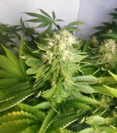 Семена сорта Royal Highness fem (Royal Queen Seeds)