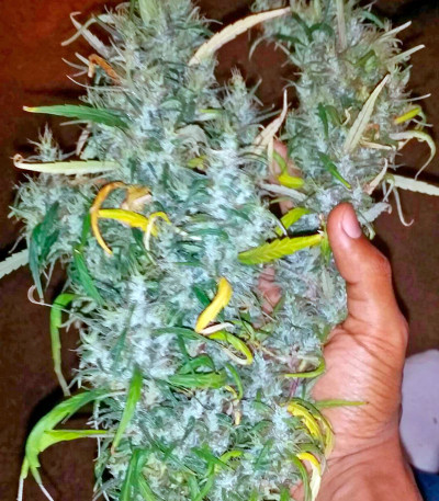 Семена сорта White Widow fem (Nirvana Seeds)