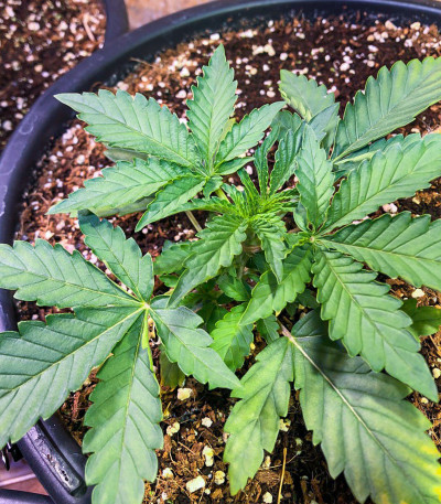 Семена сорта Tropicanna Banana fem (Barney's Farm)