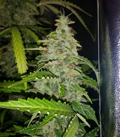 Семена сорта Auto Daiquiri Lime fem (Dutch Passion)