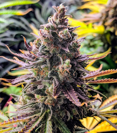 Семена сорта Pink Rozay fem (Original Sensible Seeds)