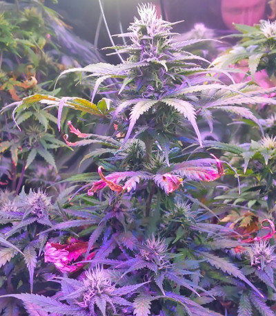 Семена конопли Tangerine Dream Auto