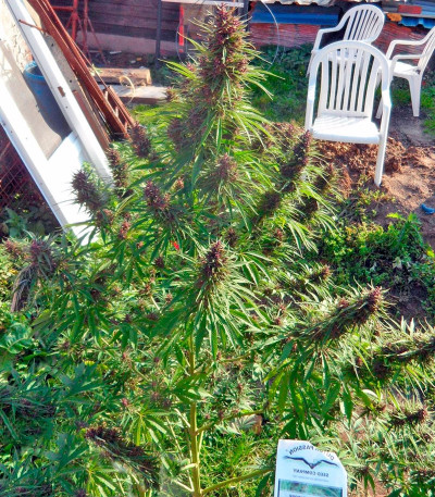 Семена сорта Purple #1 reg (Dutch Passion)