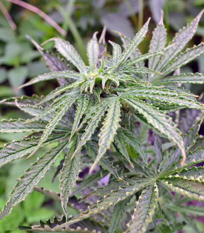 Семена сорта Think Big auto fem