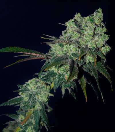 Семена сорта Golosa Early Version fem (Delicious Seeds)