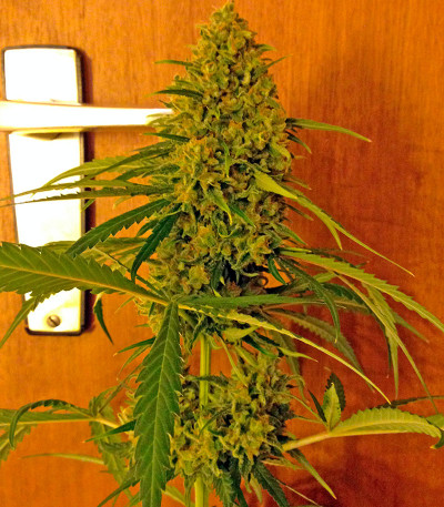 Семена сорта Critical Jack fem (Dinafem Seeds)