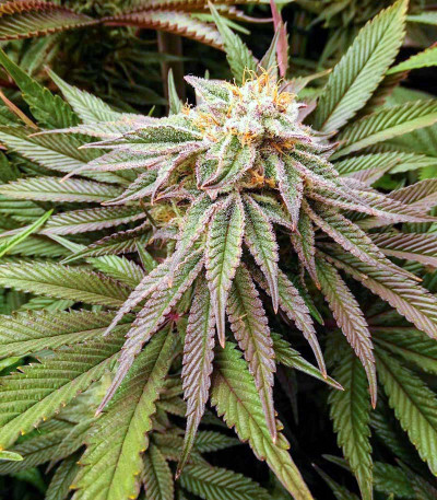 Семена сорта Triple G fem (Royal Queen Seeds)