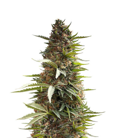 Семена Over Dawg шишки