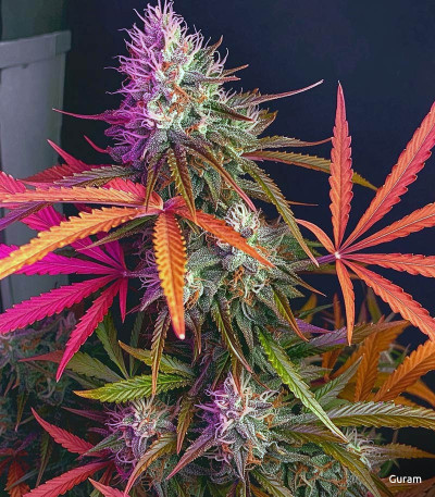 Семена сорта LSD auto fem (Семяныч)