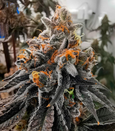 Семена сорта Polar Gelato fem (Silent Seeds)