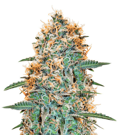 Микс семян конопли Sativa Photo Mix fem (Семяныч)