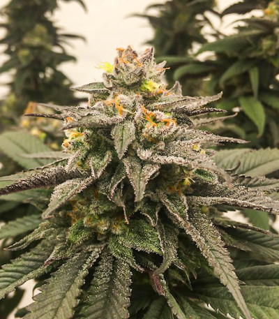 Семена сорта Florida Gaspack fem (Humboldt Seed Organization)