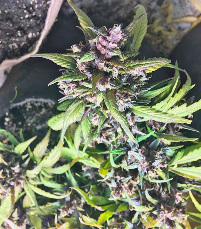 Семена сорта Red Poison Auto fem (Sweet Seeds)