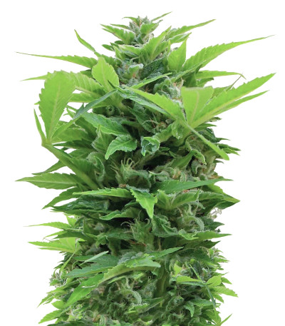 Семена сорта Shot Adrenaline Auto fem (Samsara Seeds)