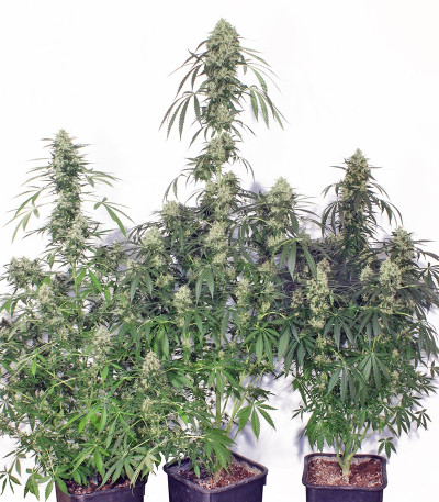 Сорт конопли The Ultimate