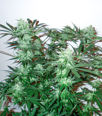 Семена сорта Fast Flowering Green Crack fem (Humboldt Seeds)