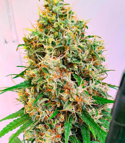 Семена сорта Ninja Zkittles fem (Dr. Krippling Seeds)