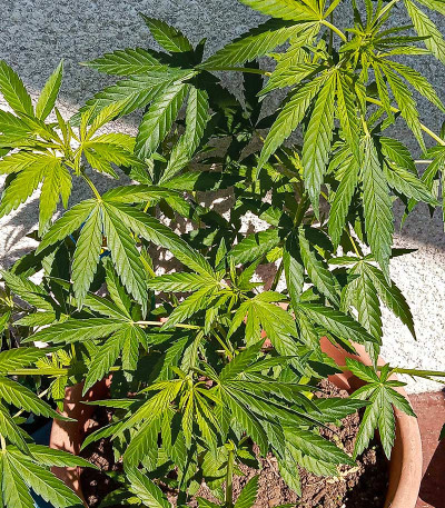 Семена сорта Red Russian XXL fem (Victory Seeds)