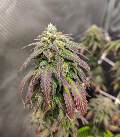 Семена сорта Blueberry fem (Dutch Passion)