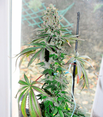 Семена сорта El Dorado OG fem (Paradise Seeds)