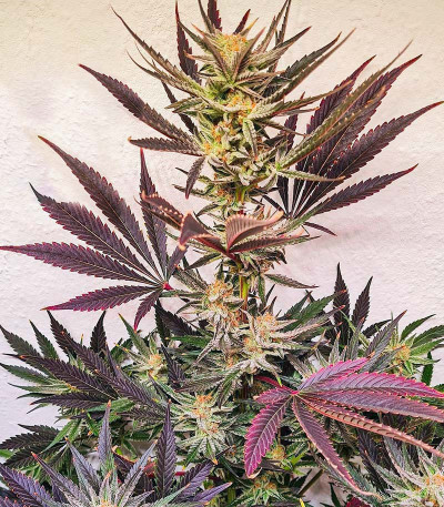 Семена сорта OG Kush S.F.V. fem (Advanced Seeds)