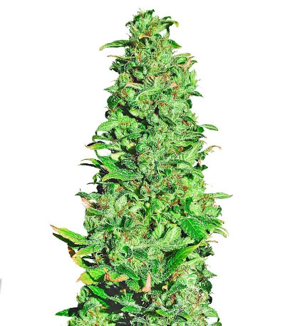 Семена сорта High Level fem (Eva Seeds)
