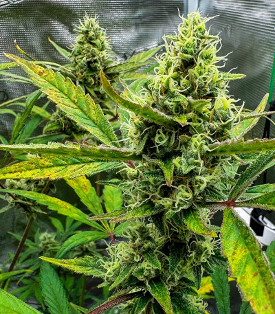 Семена сорта CBD Lemon Auto fem (Herbies Seeds)