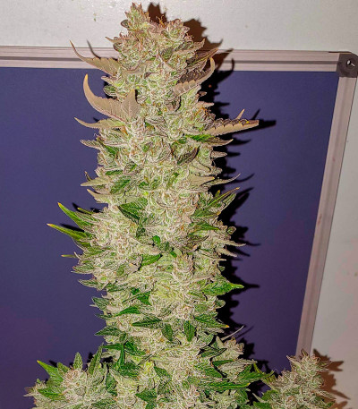 Семена сорта LSD 2 Auto fem (Семяныч)