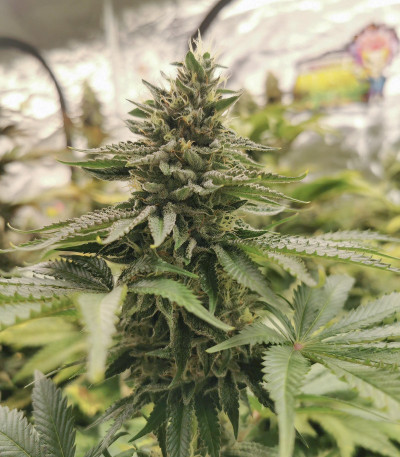 Семена сорта Sugar Bomb Punch fem (Dutch Passion)