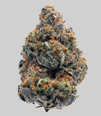 Семена сорта The New fem (Humboldt Seeds)