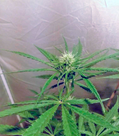 Семена сорта NL5 Haze Mist fem