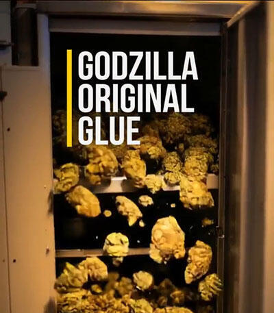 Семена сорта Godzilla Original Glue GG#4 fem (Herbies Seeds)