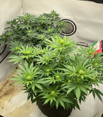 Семена сорта White Widow fem (Семяныч)