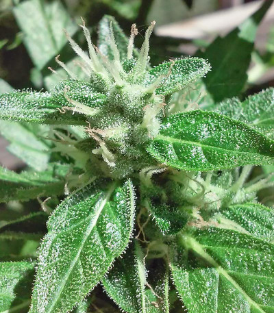 Семена сорта Jumping Black Dash auto fem (Dr. Krippling Seeds)