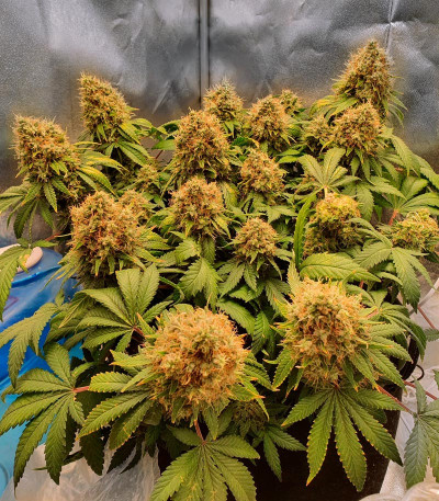 Семена сорта Monster Moby (Monster Genetics)