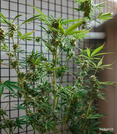 Семена сорта Amnesia Lemon Auto fem (Семяныч)