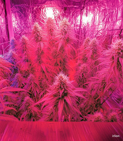 Семена сорта Amnesia Lemon Auto fem (Семяныч)