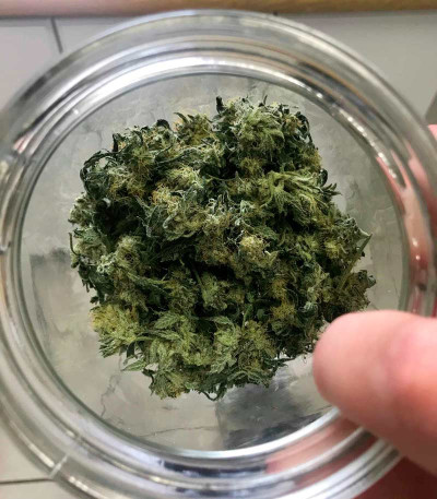 Семена сорта Blueberry Kush Automatic fem (Nirvana Seeds)