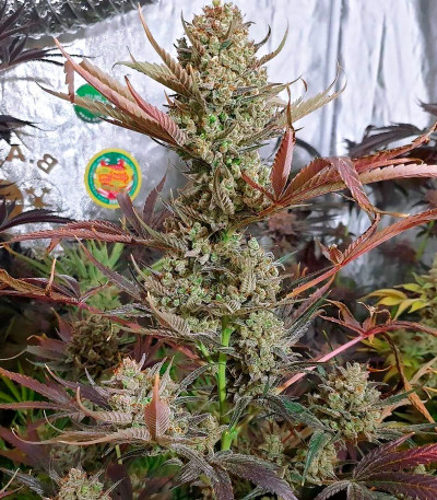 Семена сорта Dark Phoenix fem (Green House Seeds)