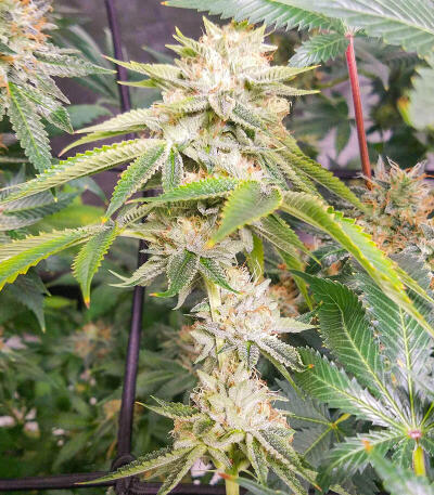 Семена сорта Different Gorilla fem (AlphaFem Seeds)