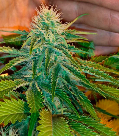 Семена сорта Furious Candy fem