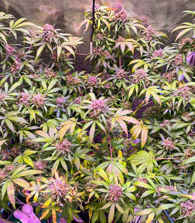 Семена сорта Gorilla Glue #4 Fast Version fem (Easy Grow Seeds)